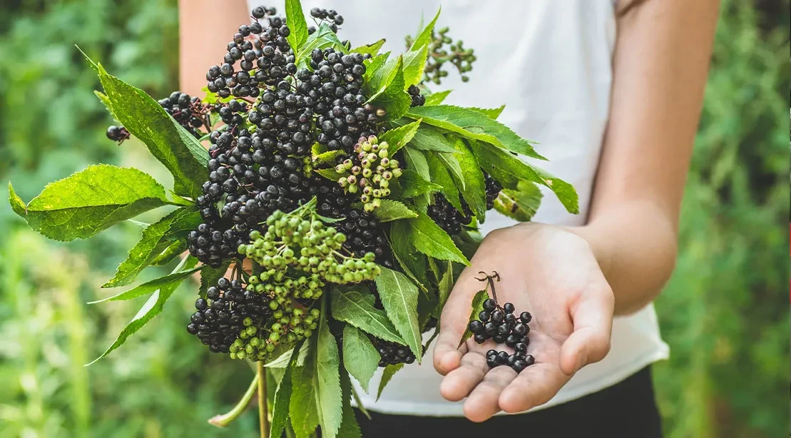 28-Day Lean Transformation: The Role of Elderberry in Metabolic Health